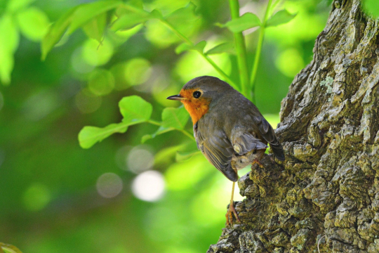 Rougegorge familier posé sur un tronc d'arbre